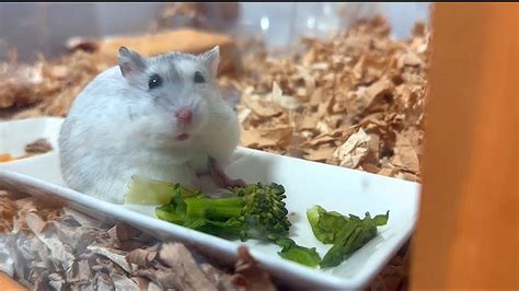 【ハムスター】ブロッコリーの食べ方が豪快ジャンガリアンハムスター【4k】djungarian Hamster Eats Broccoli In