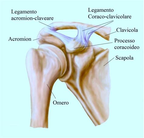 Anatomia Della Spalla Ossa Legamenti E Muscoli Anteriore E Posteriore