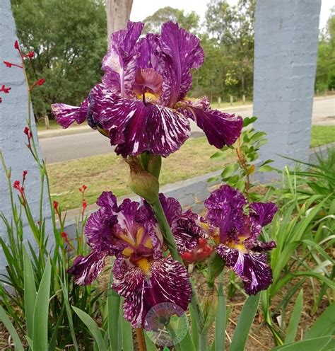 Tall Bearded Iris Iris Silver Streak In The Irises Database