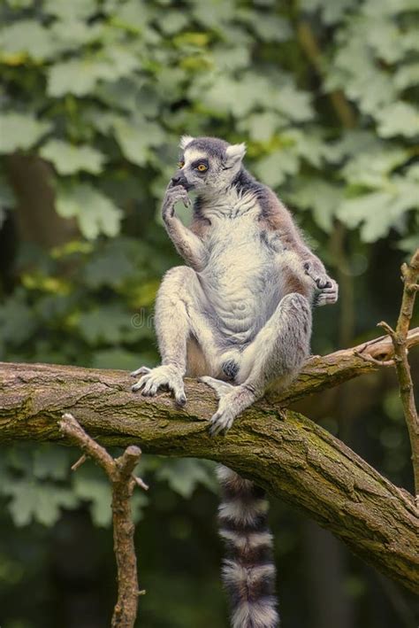 Ring Tailed Lemur, a Strepsirrhini Primate with an Extremely Long ...