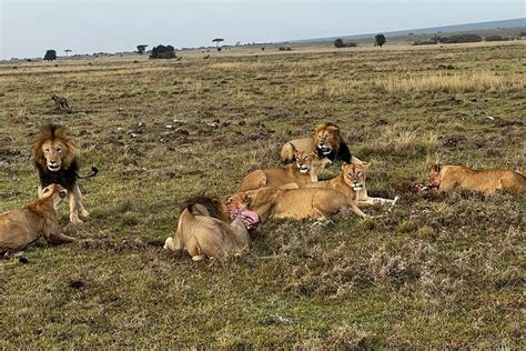 Lake Nakuru Naivasha Masai Mara 5 Tage 4x4 Jeep Safari