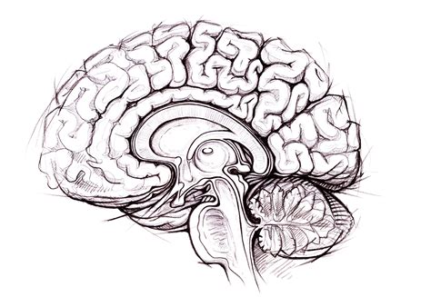 Human Brain Facts Functions Anatomy Live Science 56 OFF