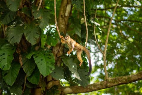 Squirrel Monkey in Costa Rica Resting in the Jungle Stock Image - Image ...