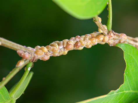 Scale Insects