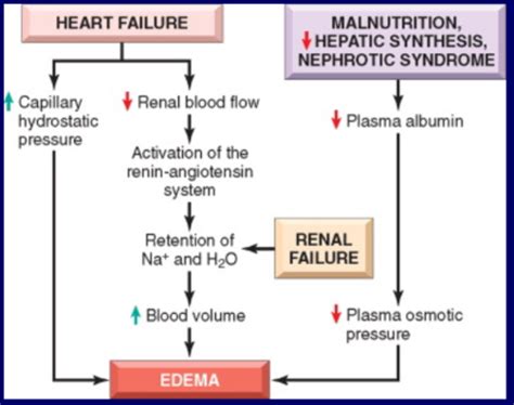 Path 20 22 Hemodynamics Flashcards Quizlet