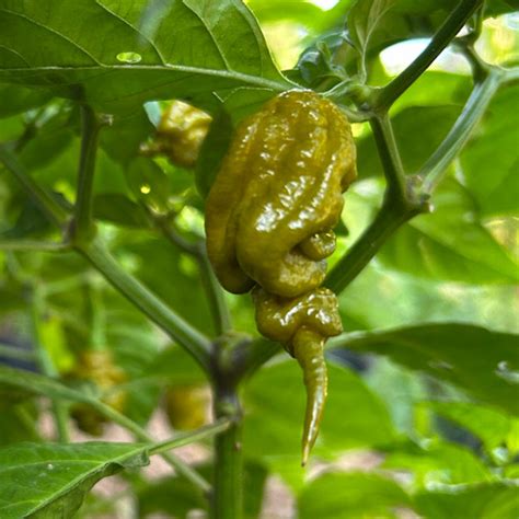 Golden Primotalii Pepper Seeds Tyler Farms