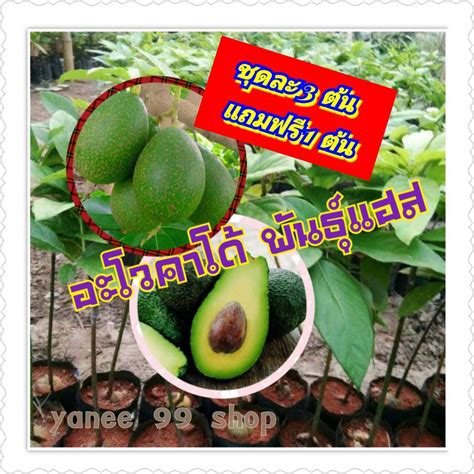 ต้นอะโวคาโด้ พันธุ์แฮส Avocado Hass ต้นสวยแข็งแรง เป็นผลไม้ที่มีประโยชน์ต่อสุขภาพ ขนาดลำต้นสูง