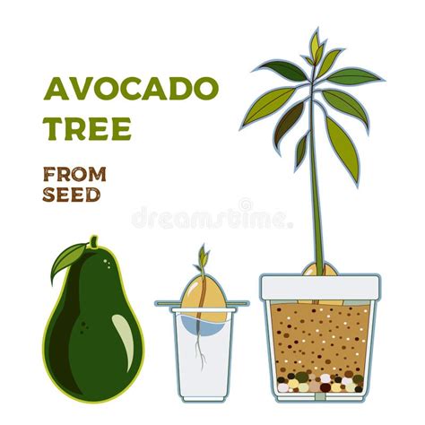 Avocado Tree Vector Growing Guide Poster Green Simple Instruction To