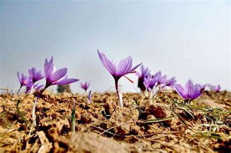 When Kashmir Fields Turned Saffron - Rediff.com India News