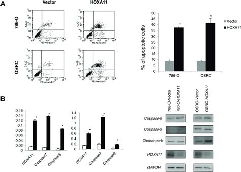 Ectopic Expression Of Hoxa11 Inhibits Rcc Cell Proliferation And Colony