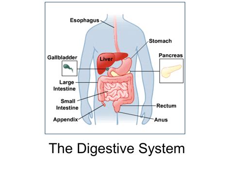 The Digestive System