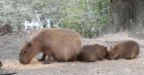 Nacieron Dos Carpinchos Que Van A Vivir En El Bioparque