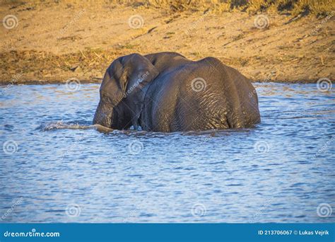 African Elephant Bulls Loxodonta Africana In Water In South Africa S