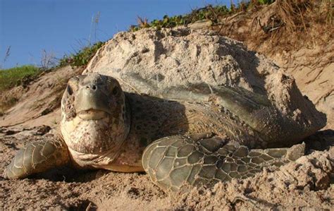 Trends in Sea Turtle Nesting in Florida | FWC