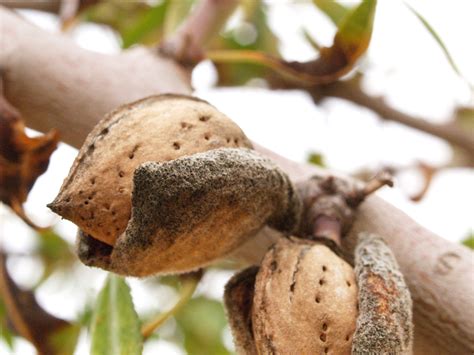 Cu Ntas Variedades De Almendros Hay En Espa A Y D Nde Se Cultivan