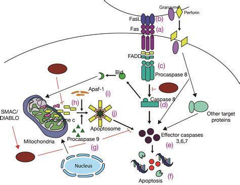The Eyesight Saviours | Antiaging Systems