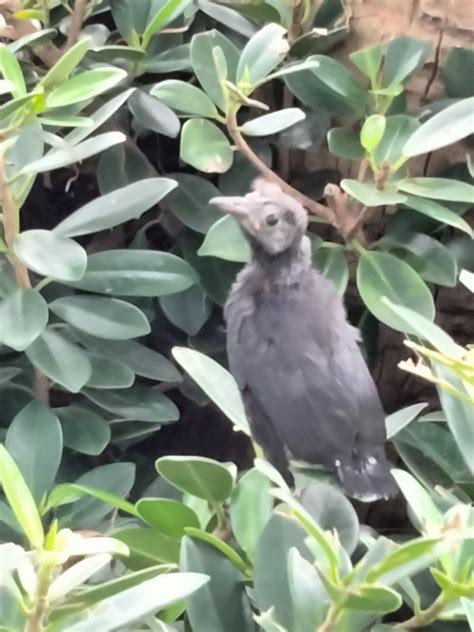 Greater Antillean Grackle From Condado San Juan Puerto Rico On August