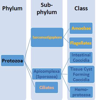 Protozoa Lecture One Amoebae Class Flashcards Quizlet