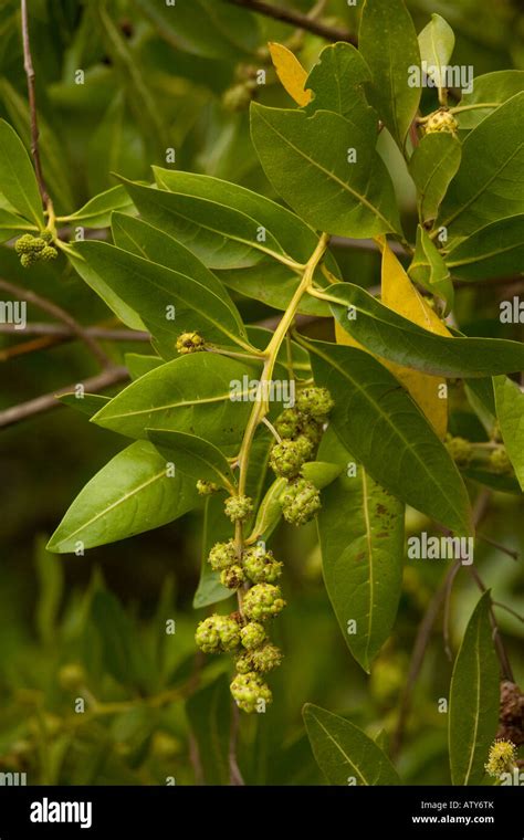 Mangrove fruit hi-res stock photography and images - Alamy