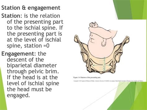 Obstetric Physical Examination