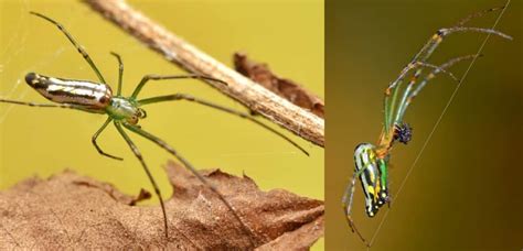 13 COMMON Spiders Found In The Philippines 2025 Bird Watching HQ