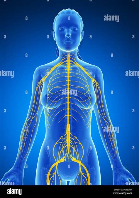 Central Nervous System Head Stock Photos Central Nervous System Head