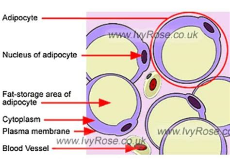 Adipose Tissue Labeled Diagram