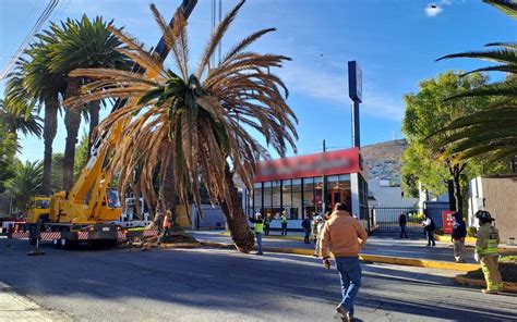 Una palmera menos en Av Revolución Informado mx