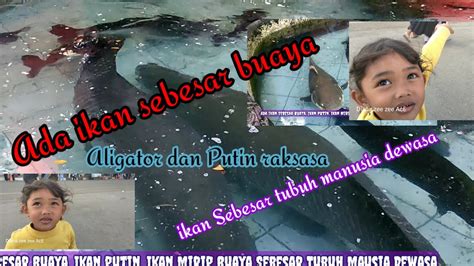 Ada Ikan Sebesar Buaya Ikan Mirip Buaya Aligator Ikan Sebesar Badan