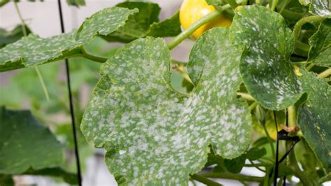 Georges Corner Preventing Treating Powdery Mildew Cloud Mountain