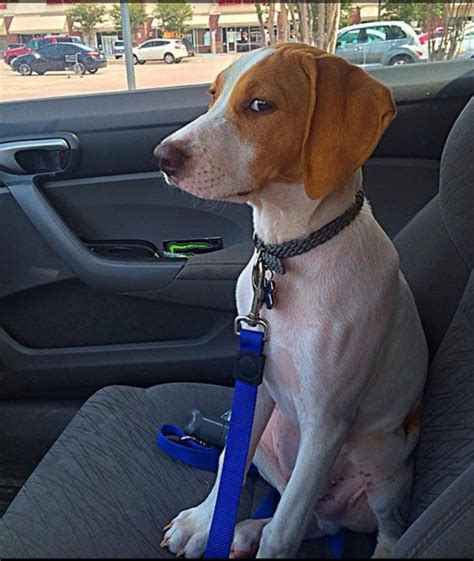 Suspicious Dog in Car Blank Template - Imgflip