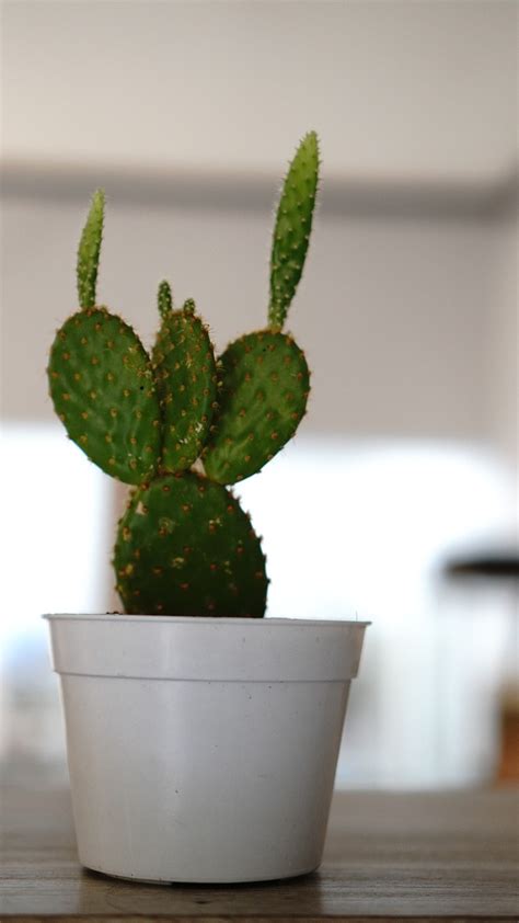 Cactus Planta Suculento Foto Gratis En Pixabay Pixabay