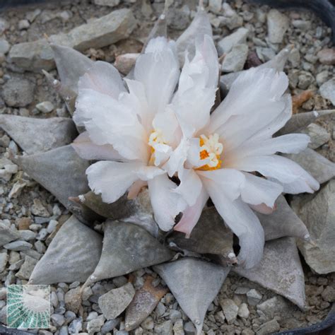 Ariocarpus Retusus Sb Esemplare Cod In Vendita Vivaio