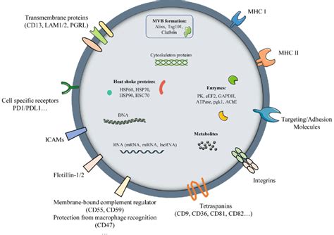 Schematic Diagram Of Exosomes The Membrane And Inside Of Exosomes Download Scientific Diagram