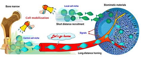 Homing Stem Cells To Repair Damage In The Body News Applied