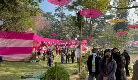 Shillong Cherry Blossom Festival 2021 wins awards