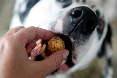 Dalmatian Diy Recipe Harvest Pumpkin And Rosemary Dog Truffle Treats