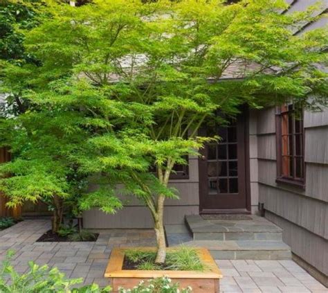 Seiryu Upright Laceleaf Japanese Maple Acer Palmatum New Life Nursery Local