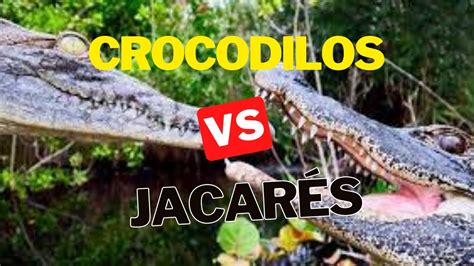 Jacare Vs Crocodilo Como Identificar E Suas Diferen As Youtube