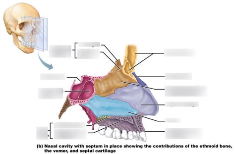 Nasal Cavity Diagram Quizlet