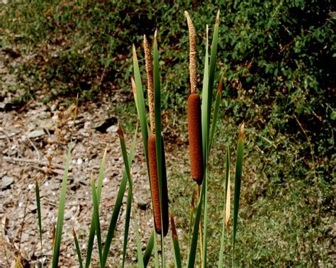 Cat O Nine Tails Cat O Nine Tails Mother Nature Photo