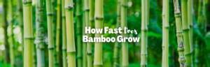 Plant Speed Records How Fast Does Bamboo Grow