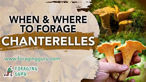 When Where To Forage Chanterelles YouTube