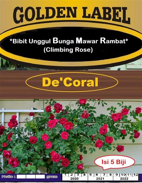 Jual Bibit Unggul Bunga Mawar Rambat Climbing Rose Benih Bunga Mawar