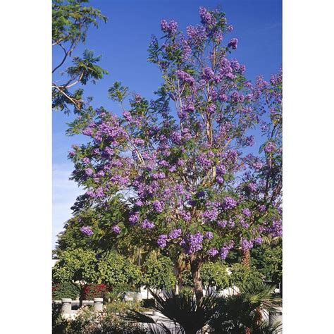 325 Gallon Purple Jacaranda Tree In Pot With Soil L3971