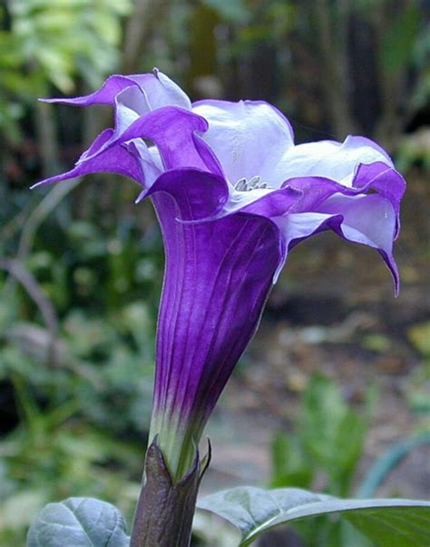 Brugmansia Seeds Purple Angel Trumpet 5 Seeds | Etsy