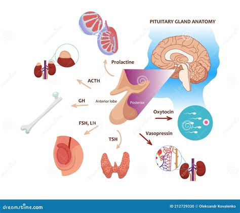 Función De La Glándula Pituitaria En El Cuerpo Masculino Ilustración