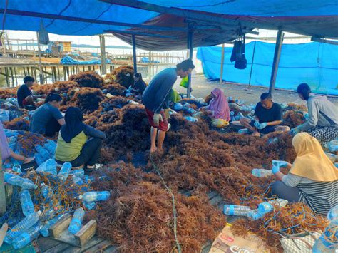 Harga Rumput Laut Di Nunukan Mulai Naik