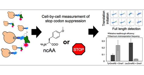 A Robust And Quantitative Reporter System To Evaluate Noncanonical