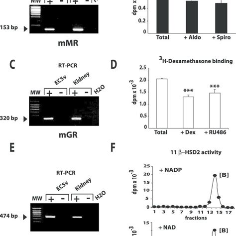 Mineralocorticoid And Glucocorticoid Receptor Expression In Ec5v Cells